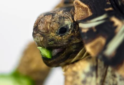 Leopard tortoise Stock Photos