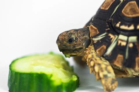 Leopard tortoise Stock Photos