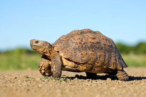 Leopard tortoise Stock Photos