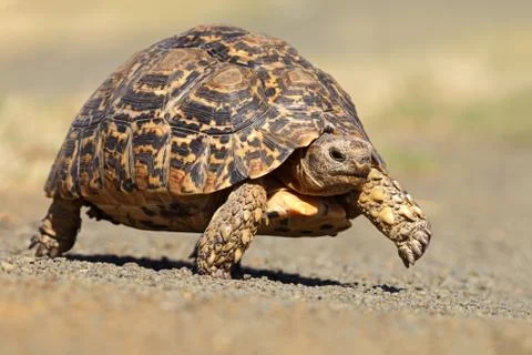 Leopard tortoise Stock Photos