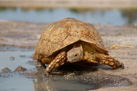 Leopard tortoise Stock Photos