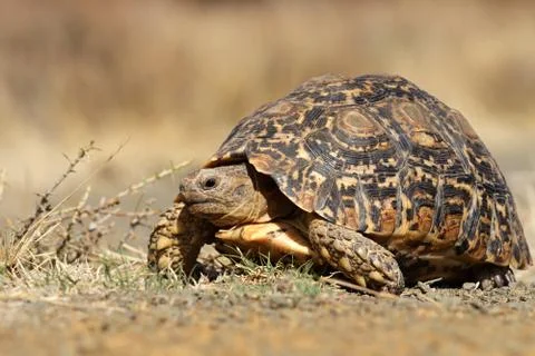 Leopard tortoise Stock Photos