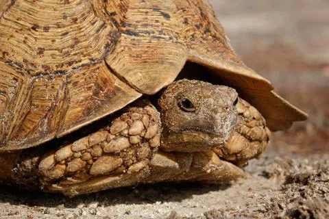Leopard tortoise Stock Photos