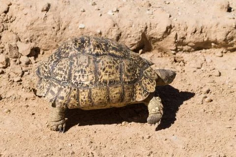 Leopard tortoise Stock Photos
