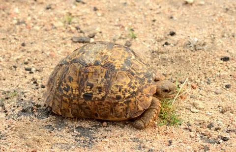 Leopard Tortoise Stock Photos