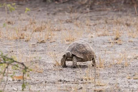 Leopard Tortoise Stock Photos