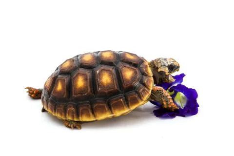 Leopard Tortoise Stock Photos