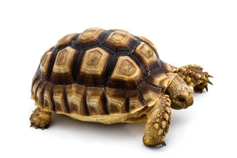 Leopard Tortoise Stock Photos