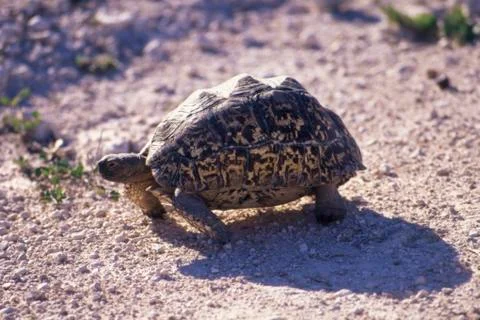 Leopard tortoise Stock Photos