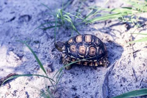 Leopard Tortoise Stock Photos