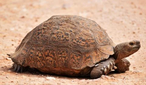 Leopard Tortoise Stock Photos