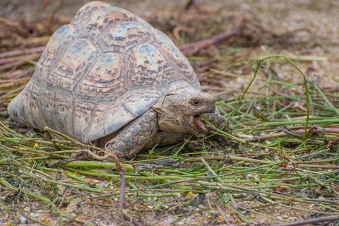 Leopard tortoise Stock Photos