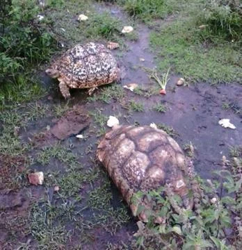 Leopard Tortoise Stock Photos