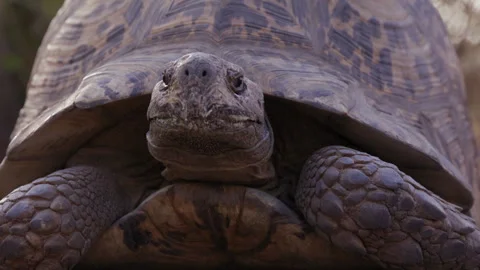 Leopard tortoise pokes head out of shell in moring sun outdoors in nature Stock Footage 261792369