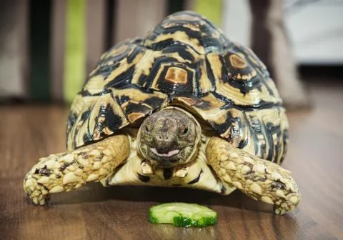 Leopard tortoise portrait Stock Photos