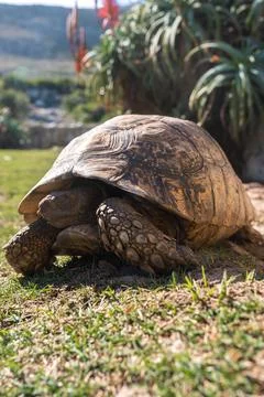 Leopard tortoise resting on the grass in Cape Town 写真素材