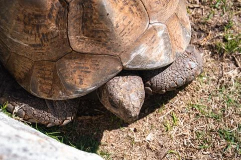 Leopard tortoise resting on grassy ground near Cape Town Stock Photos