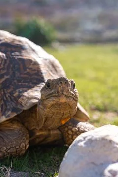 A leopard tortoise rests outdoors on grass under sunlight 写真素材
