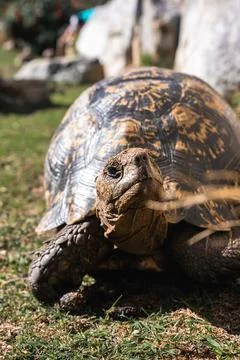 A leopard tortoise rests outdoors on grass in Cape Town 写真素材