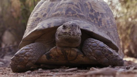 Leopard tortoise sticks head of out shell to cautiously investigate - wide Stock Footage 263291607