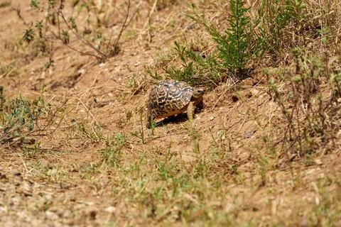Leopard tortoise (Stigmochelys pardalis) climbing a dirt slope 写真素材