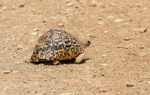 Leopard tortoise (Stigmochelys pardalis) crossing dirt road. 写真素材
