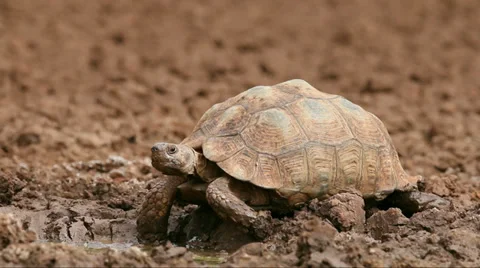 Leopard tortoise (Stigmochelys pardalis) drinking water, South Africa Stock Footage 35213881