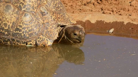 Leopard tortoise (Stigmochelys pardalis) drinking water, South Africa Stock Footage 272569039