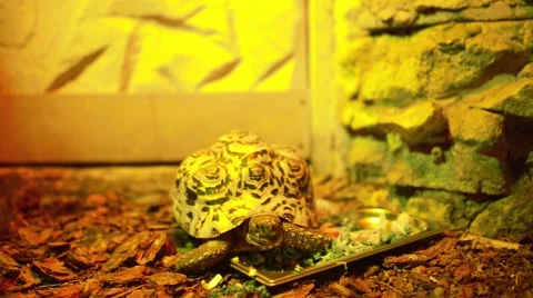 Leopard tortoise (Stigmochelys pardalis) Stock Footage 63388504