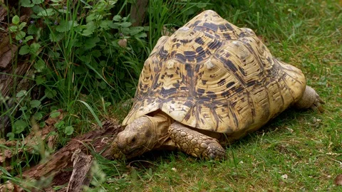 Leopard tortoise (Stigmochelys pardalis) 库存影片 90765196