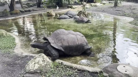 The Leopard tortoise (Stigmochelys pardalis) Stock Footage 292341777