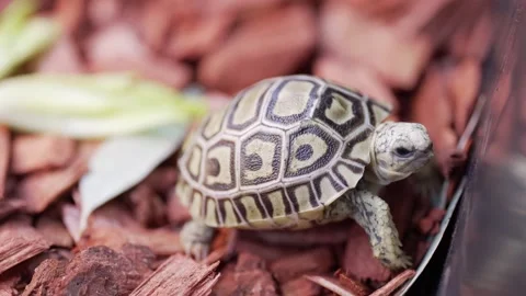 Leopard Tortoise (Stigmochelys pardalis) Stock Footage 330498286