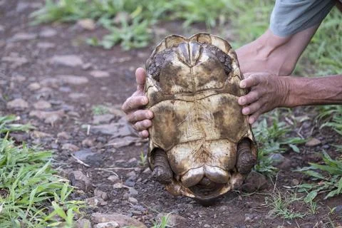 Leopard tortoise Stigmochelys pardalis guide showing underside of shell female Stock Photos
