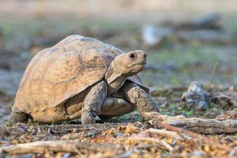 The leopard tortoise (Stigmochelys pardalis), Namibia, Africa Stock Photos