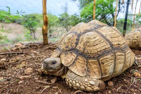 Leopard Tortoise Stigmochelys pardalis pardalis captive Khomas Highland Namibia Stock Photos