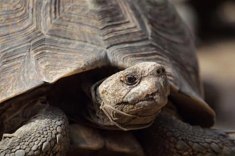 Leopard tortoise (stigmochelys pardalis) Stock Photos