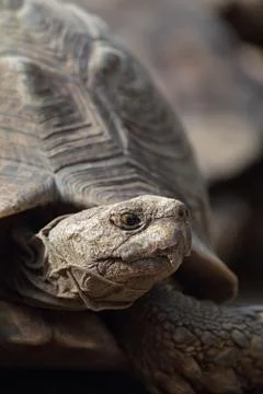Leopard tortoise (stigmochelys pardalis) Stock Photos