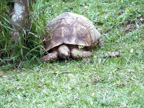 Leopard tortoise (stigmochelys pardalis) Fotos de archivo
