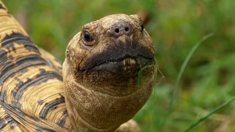 Leopard tortoise (Stigmochelys pardalis) portrait Stock Footage 91165094