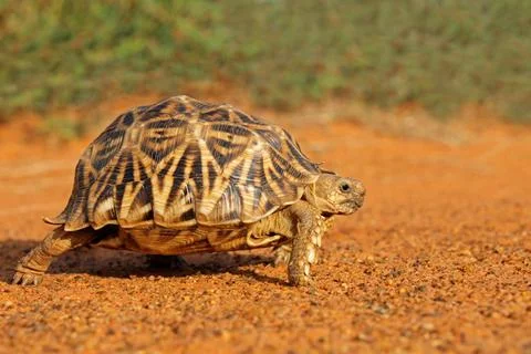 Leopard tortoise (Stigmochelys pardalis) walking in natural habitat Leopar... Stock Photos