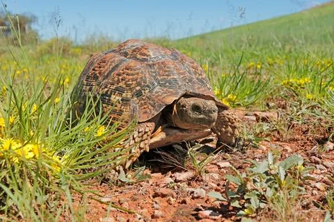 A leopard tortoise (Stigmochelys pardalis) walking in natural habitat Stock Photos