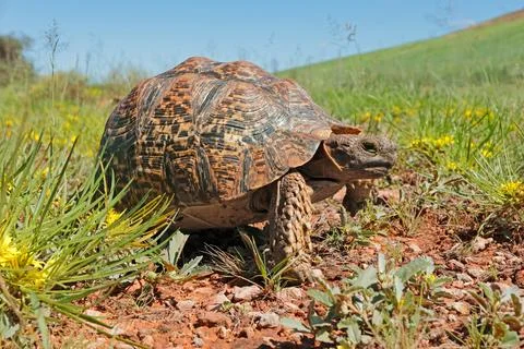 A leopard tortoise (Stigmochelys pardalis) walking in natural habitat Stock Photos