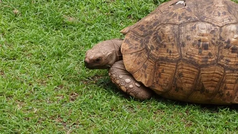 Leopard Tortoise With stripped Shell Eating Grass in African Savannah Stock Footage 343799011