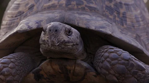 Leopard tortoise turns head away from camera to show side profile of face Stock Footage 263291820