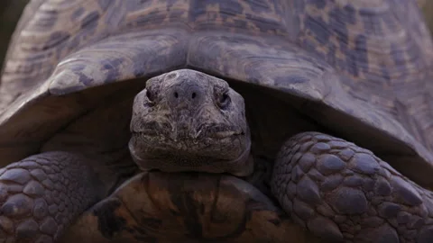 Leopard tortoise turns to look directly into camera - close up on face Stock Footage 262541009