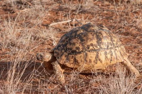 Leopard Tortoise, Turtle, Geochelone pardalis, National Reserve, Kenya, Afric Stock Photos