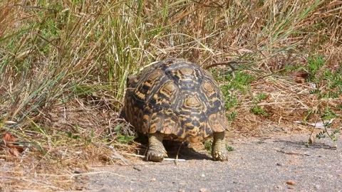 Leopard Tortoise Walking Away From Camera, Rear View of Animal Stock Footage 302155028