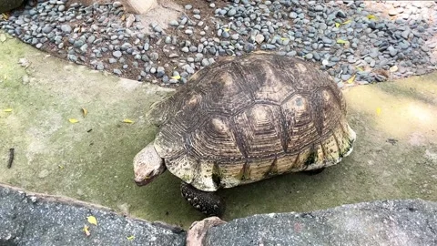Leopard tortoise walking Stock Footage 281039947