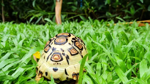 Leopard tortoise walking in to the forest. Stock Footage 211973969