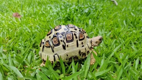 Leopard tortoise walking in the garden. Stock Footage 212956341